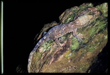 Bavayia cyclura