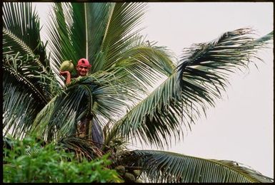 Man picking a coconut,Tonga