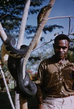 [Man and Python in Lae District, Papua New Guinea] BRIT-A-AR003-003-04-076