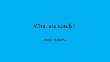 What are corals?