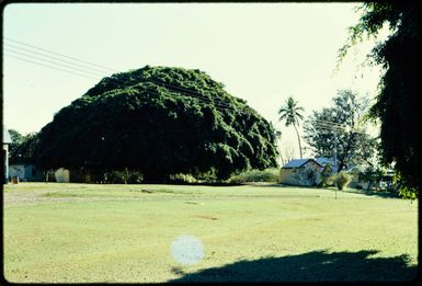 Banyan tree, Lautoka, 1971