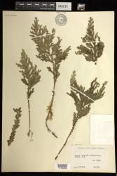Selaginella arbuscula