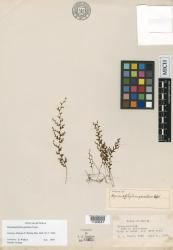 Hymenophyllum gracilius