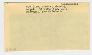 [Sapindaceae in New Caledonia, envelope IE41-146]