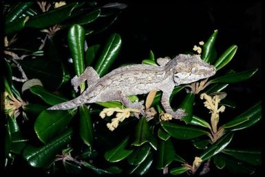 Rhacodactylus auriculatus