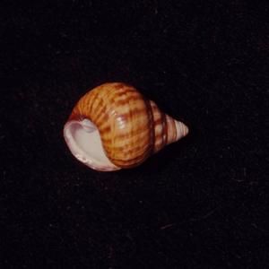 [Achatinella turgida close-up in Waiawa, United States]