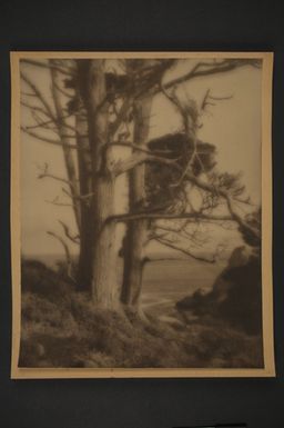 [Cypress trees - Point Lobos, Carmel-by-the-Sea]