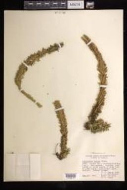 Phlegmariurus nutans