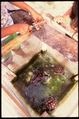 Turtles, Cook Islands