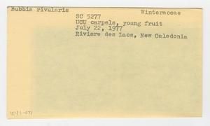 [Bubbia rivularis in New Caledonia, envelope IE41-071]