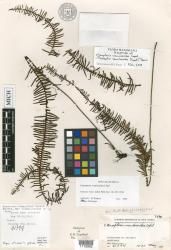 Prosaptia venulosoides