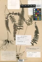 Lindsaea papuana