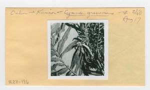 [Cyanea grimesiana in Hawaii, envelope IE27-186]
