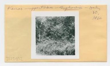 [Euphorbia in Hawaii, envelope IE25-072]