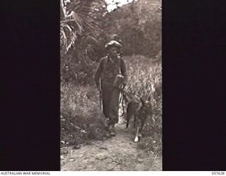 UMI RIVER, NEW GUINEA. 1943-09-29. SERGEANT HEIMAN H. BOUDE OF THE QUARTERMASTERS WAR DOG DETACHMENT, 7TH AUSTRALIAN DIVISION AND HIS ALSATIAN SCOUT DOG MOVING ALONG A TRACK DURING HIS TOUR OF DUTY