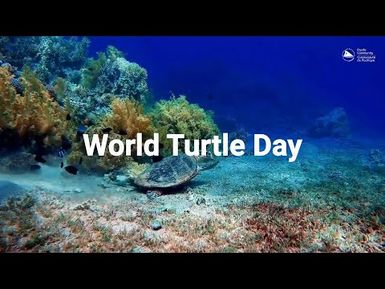 #OceanScienceFact: Can Turtles Help Us Map the Ocean?