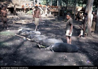 Pigs lined up after killing