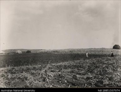 Rarawai Tenant Farms