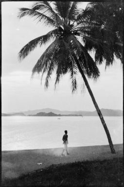 Man walking along a beach, passing a palm tree, Samarai Beach, Papua, 1932 / Sarah Chinnery