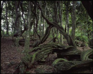 Vine, Wakaya, Fiji, 1994, 2 / Peter Dombrovskis