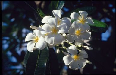 Frangipani