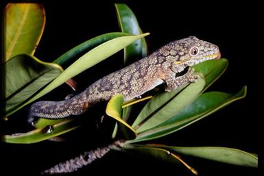 Gecko sp.