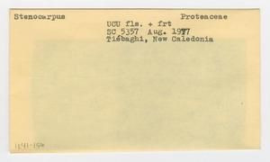 [Stenocarpus in New Caledonia, envelope IE41-156]
