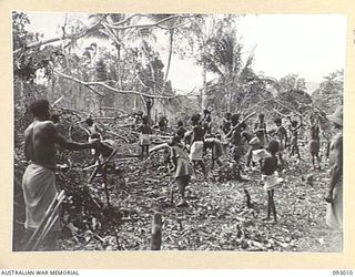 MOROKAIMORO, BOUGAINVILLE, 1945-06-05. MARYS AND PICCANINNIES CLEARING AWAY VINES AND TIMBER AFTER MEN HAVE CUT DOWN THE TREES. VILLAGE CONSTRUCTION IS UNDER THE SUPERVISION OF ANGAU. THE NATIVES, ..