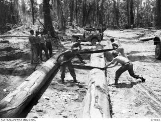BOUGAINVILLE ISLAND, 1944-11-17. PERSONNEL OF THE 2/2 FORESTRY COMPANY USING CROSSCUT SAWS TO CUT LOGS INTO LENGTHS WHICH CAN BE HANDLED WITH REASONABLE EASE AT THE UNIT SAWMILL. IDENTIFIED ..
