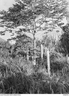 MATAPI CRATER, NEW BRITAIN, 1945-09-15. OVERSHADOWED BY THE CRATER IS THIS SMALL JAPANESE CEMETERY WHERE LIE BURIED JAPANESE SOLDIERS KILLED BY ALLIED BOMBING. IT ALSO CONTAINS, ACCORDING TO NATIVE ..