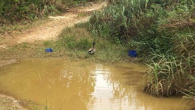 Duck and cover: Pacific island besieged by tourists