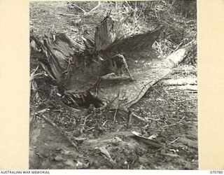 WAMPIT, NEW GUINEA, 1944-03-02. A LARGE BANYAN TREE LYING AT THE WAU - LAE ROAD. THE TREE IS A FAIR SAMPLE OF TREES IN THIS "RAIN FOREST" THAT REQUIRE CLEARING BY HEADQUARTERS, COMMANDER ROYAL ..
