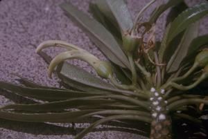 [Unidentified green flowering plant close-up from Hawaii, United States]