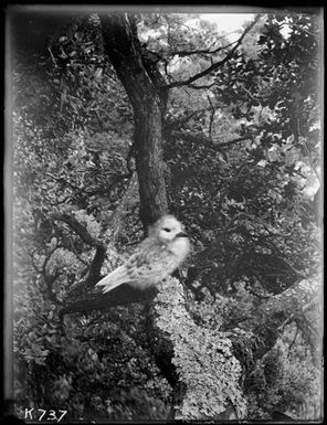 White Tern : young (Tern) on branch, Metrosideros tree