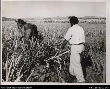 Cultivating cane