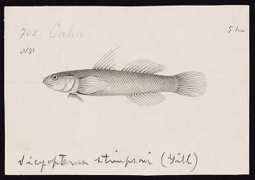 Drawings of Eleotris, Gobius, Sicyoperus and other unidentified fishes