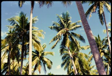 Coconut palms, Fiji, 1971
