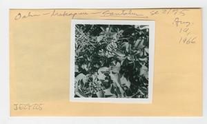 [Santalum in Hawaii, envelope IE27-225]