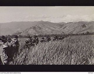 RAMU VALLEY, NEW GUINEA. 1943-10-01. TROOPS OF THE 7TH AUSTRALIAN DIVISION MOVING IN SINGLE FILE THROUGH THICK KUNAI GRASS IN THE MARKHAM VALLEY