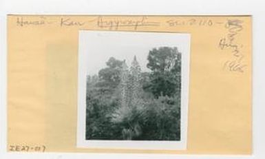 [Argyroxiphium in Hawaii, envelope IE27-017]