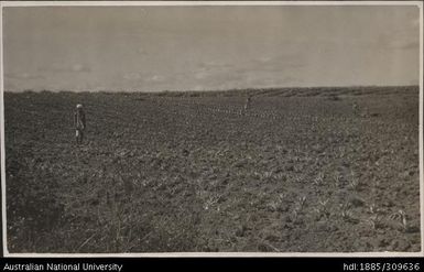 Tenants farm showing double row planting