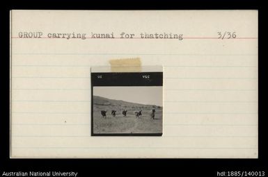 Group carrying kunai for thatching