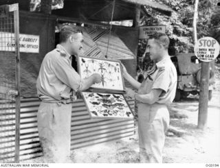 VIVIGANI, GOODENOUGH ISLAND, PAPUA NEW GUINEA. 1943-09-23. FLYING OFFICER J. R. MCENIRY, BENDIGO, VIC, ADJUTANT, OF NO. 7 MOBILE WORKS SQUADRON RAAF, IS ALSO AN ENTOMOLOGIST AND IS SHOWING HIS ..