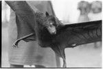 Captured bat