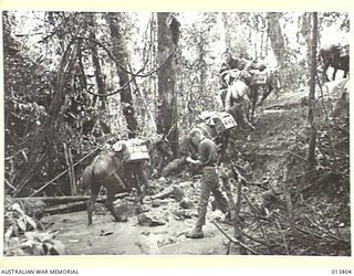 1942-10-09. RECENT FIGHTING IN THE NEW GUINEA RANGES HAS SHOWN THAT SUCCESS DEPENDS LARGELY ON THE ORGANISATION AND MAINTENANCE OF SUPPLY ROUTES AND IN THIS RESPECT THE AUSTRALIAN FORCES HAVE BEEN ..
