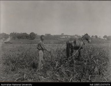 Rarawai Tenant Farms