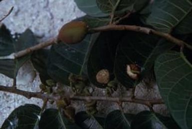 [Unidentified plant from Port Vila, Vanuatu]