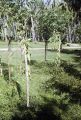 French Polynesia, vanilla bean vines growing on Moorea Island