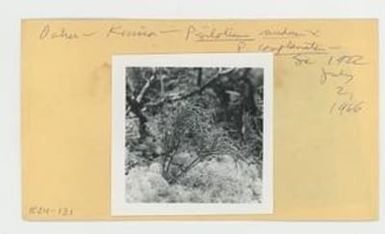 [Psilotum nudum in Hawaii, envelope IE24-131]