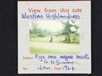 Western Highlanders [walking along roadside with pigs], pigs are major assets to New Guineans, Jan 1964